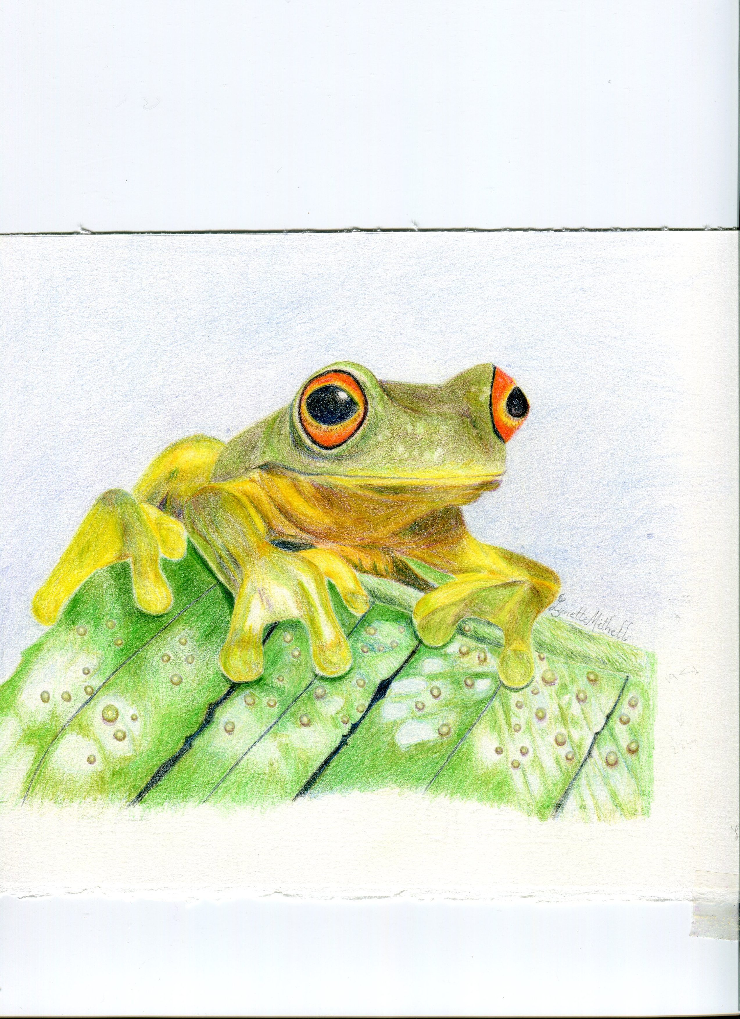 frog sketch cute