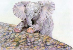 Pencil Elephant Drawing